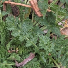 Erodium cicutarium (Common Storksbill, Common Crowfoot) at Watson, ACT - 2 Feb 2024 by AniseStar