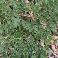 Erodium cicutarium at Watson, ACT - 3 Feb 2024