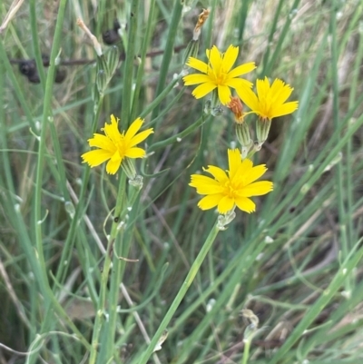 Chondrilla juncea (Skeleton Weed) at Strike-a-Light TSR - 28 Jan 2024 by JaneR