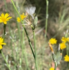 Chondrilla juncea at Strike-a-Light TSR - 28 Jan 2024