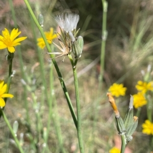 Chondrilla juncea at Strike-a-Light TSR - 28 Jan 2024