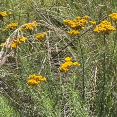 Chrysocephalum semipapposum (Clustered Everlasting) at Bredbo, NSW - 28 Jan 2024 by JaneR