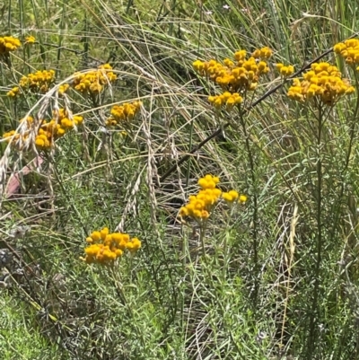 Chrysocephalum semipapposum (Clustered Everlasting) at Bredbo, NSW - 28 Jan 2024 by JaneR