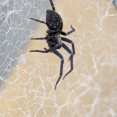 Badumna sp. (genus) (Lattice-web spider) at Wallaroo, NSW - 3 Feb 2024 by AniseStar