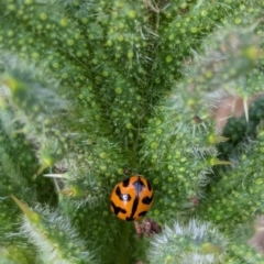 Coccinella transversalis (Transverse Ladybird) at Watson, ACT - 2 Feb 2024 by AniseStar