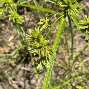 Cyperus eragrostis at Strike-a-Light TSR - 28 Jan 2024