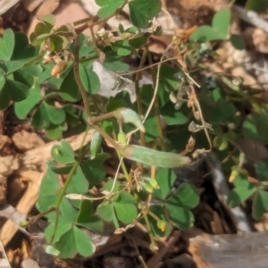 Oxalis perennans at Watson Green Space - 3 Feb 2024 09:32 AM