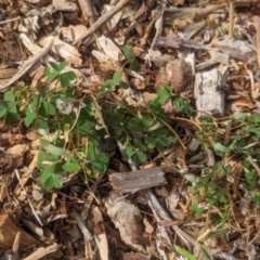 Oxalis perennans at Watson Green Space - 3 Feb 2024 09:32 AM