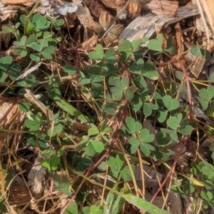 Oxalis perennans at Watson Green Space - 3 Feb 2024 09:32 AM