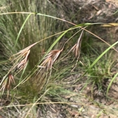 Themeda triandra (Kangaroo Grass) at Strike-a-Light TSR - 28 Jan 2024 by JaneR