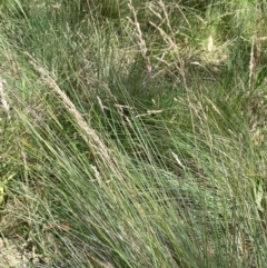 Poa labillardierei (Common Tussock Grass, River Tussock Grass) at Bredbo, NSW - 28 Jan 2024 by JaneR