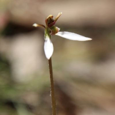 Eriochilus cucullatus (Parson's Bands) at Captains Flat, NSW - 3 Feb 2024 by Csteele4