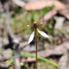 Eriochilus cucullatus at QPRC LGA - suppressed