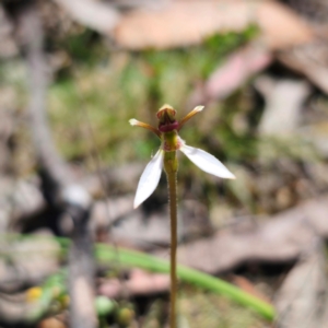 Eriochilus cucullatus at QPRC LGA - 3 Feb 2024