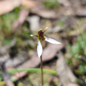 Eriochilus cucullatus at QPRC LGA - 3 Feb 2024