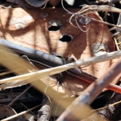 Morethia boulengeri (Boulenger's Skink) at Wodonga - 2 Feb 2024 by KylieWaldon