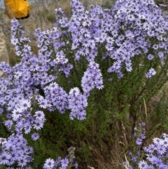 Olearia stricta var. parvilobata at Mount Clear, ACT - 31 Jan 2024 by Bushpig