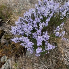 Olearia stricta var. parvilobata at Namadgi National Park - 31 Jan 2024 02:42 PM