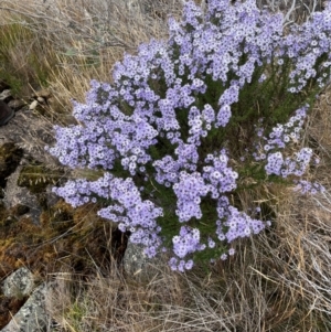 Olearia stricta var. parvilobata at Namadgi National Park - 31 Jan 2024