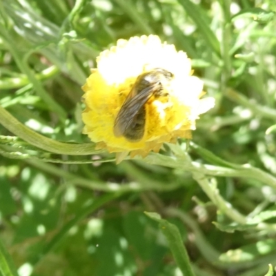 Lasioglossum (Chilalictus) sp. (genus & subgenus) (Halictid bee) at Flea Bog Flat to Emu Creek Corridor - 3 Feb 2024 by JohnGiacon