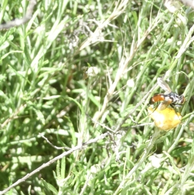 Cylindromyia sp. (genus) (Bristle fly) at Flea Bog Flat to Emu Creek Corridor - 3 Feb 2024 by JohnGiacon