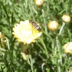 Villa sp. (genus) (Unidentified Villa bee fly) at Flea Bog Flat to Emu Creek Corridor - 3 Feb 2024 by JohnGiacon