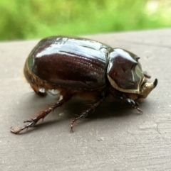 Dasygnathus sp. (genus) (Rhinoceros beetle) at Hall, ACT - 2 Feb 2024 by strigo