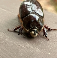 Dasygnathus sp. (genus) at Hall, ACT - 3 Feb 2024