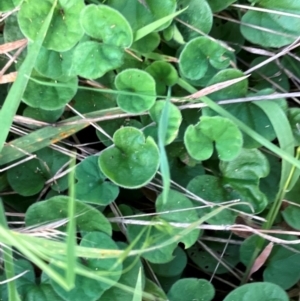 Dichondra repens at Hall Cemetery - 3 Feb 2024 09:38 AM