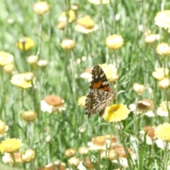 Vanessa kershawi (Australian Painted Lady) at Emu Creek Belconnen (ECB) - 3 Feb 2024 by JohnGiacon