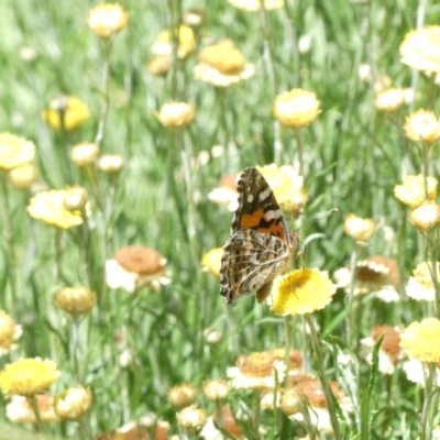 Vanessa kershawi (Australian Painted Lady) at Flea Bog Flat to Emu Creek Corridor - 3 Feb 2024 by JohnGiacon