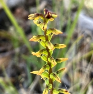 Corunastylis clivicola at Hall, ACT - suppressed