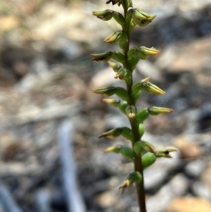 Corunastylis clivicola at Hall, ACT - suppressed