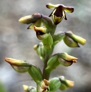 Corunastylis clivicola at Hall, ACT - suppressed