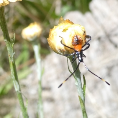 Dindymus versicolor (Harlequin Bug) at Emu Creek - 3 Feb 2024 by JohnGiacon