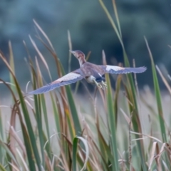 Ixobrychus dubius (Australian Little Bittern) at Fyshwick, ACT - 2 Feb 2024 by rawshorty