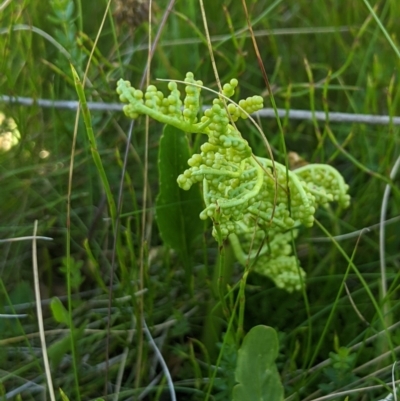 Sceptridium australe (Austral Moonwort) at Namadgi National Park - 3 Feb 2024 by MattM