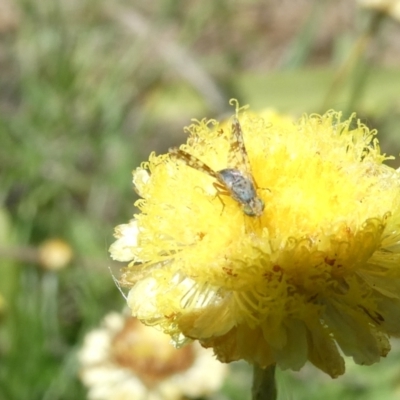 Austrotephritis poenia (Australian Fruit Fly) at Emu Creek - 3 Feb 2024 by JohnGiacon