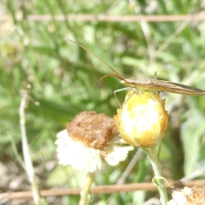 Mutusca brevicornis (A broad-headed bug) at Emu Creek - 3 Feb 2024 by JohnGiacon