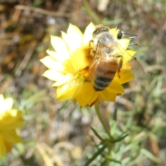 Apis mellifera (European honey bee) at Emu Creek - 3 Feb 2024 by JohnGiacon
