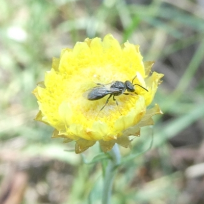 Lasioglossum sp. (genus) (Furrow Bee) at Emu Creek - 3 Feb 2024 by JohnGiacon