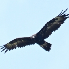 Aquila audax (Wedge-tailed Eagle) at Weetangera, ACT - 2 Feb 2024 by Thurstan