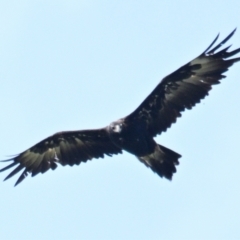 Aquila audax (Wedge-tailed Eagle) at The Pinnacle - 3 Feb 2024 by Thurstan