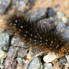 Anthelidae sp. (family) (Unidentified anthelid moth or Australian woolly bear) at Weetangera, ACT - 2 Feb 2024 by Thurstan