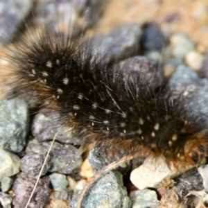 Anthelidae sp. (family) at The Pinnacle - 3 Feb 2024