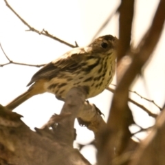 Pyrrholaemus sagittatus (Speckled Warbler) at The Pinnacle - 3 Feb 2024 by Thurstan