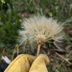 Tragopogon dubius (Goatsbeard) at Watson Green Space - 3 Feb 2024 by AniseStar