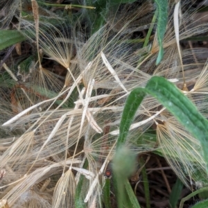 Tragopogon dubius at Watson Green Space - 3 Feb 2024 09:13 AM