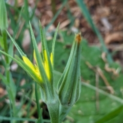 Tragopogon dubius at Watson Green Space - 3 Feb 2024