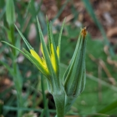 Tragopogon dubius at Watson Green Space - 3 Feb 2024